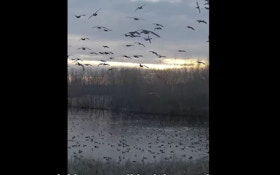 Video Clip: Drone Flies With Landing Ducks