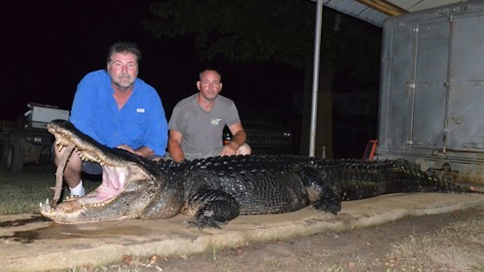 826-Pound, Over 14-Foot Alligator Sets 2 Mississippi Records