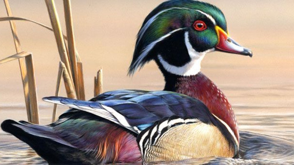 2011 Federal Duck Stamp Contest Winner Announced