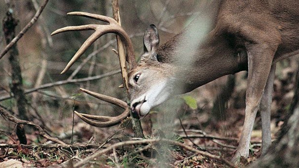 Great whitetail hunters comment on hunting the rut