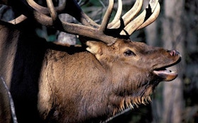 Elk Hunting Idaho’s Selway Wilderness