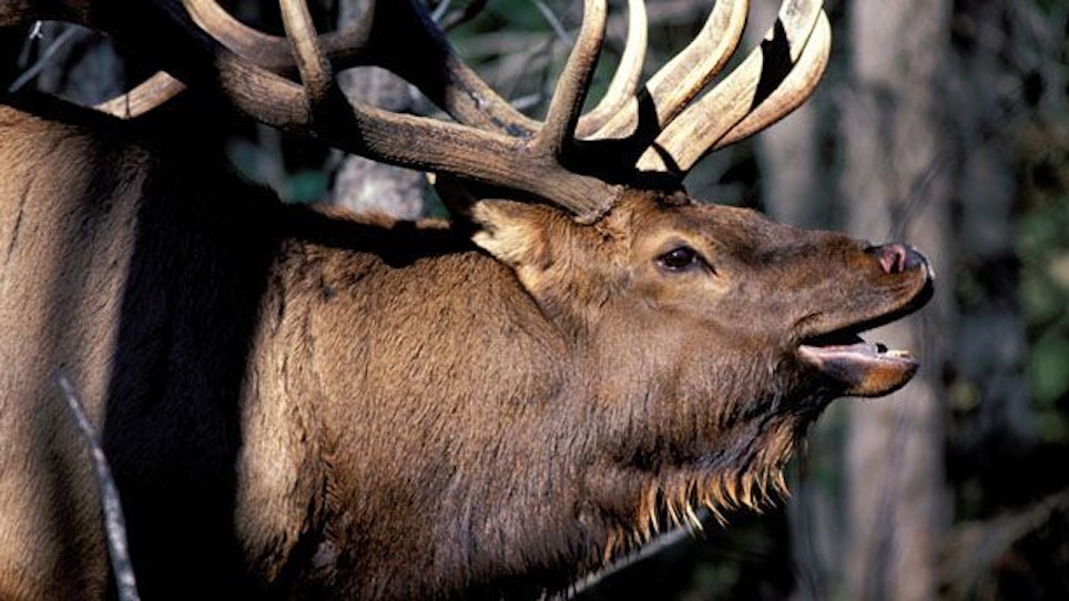 Elk Hunting Idaho’s Selway Wilderness