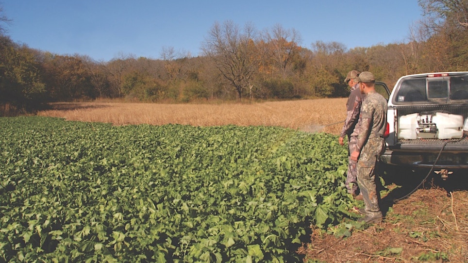 How to Avoid Food-Plot Disasters  