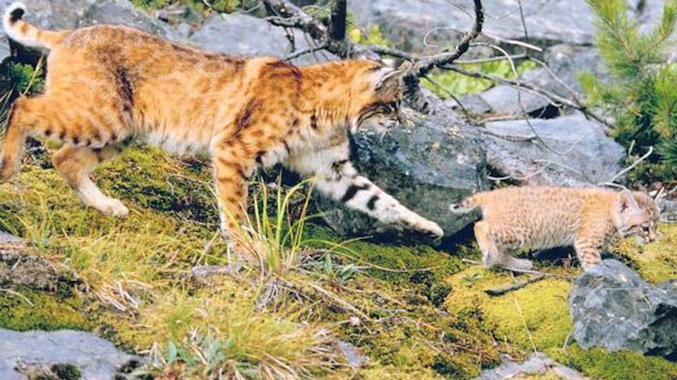 For Better Hunting, Don't Shoot The Female Bobcat