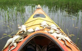 Frog Gigging 3-Part Series: Gigging by Kayak or Paddle Board