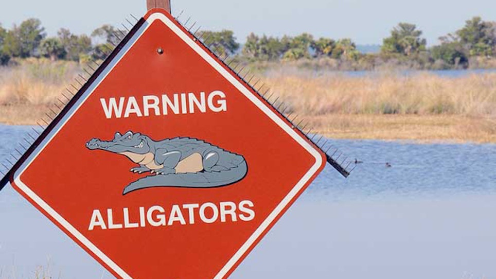 Alligator hunting proposed at Vernon Lake
