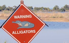 Alligator Shot On Beach In Charleston County