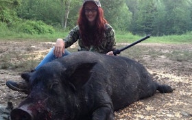 Hunting trophy boars in Tennessee