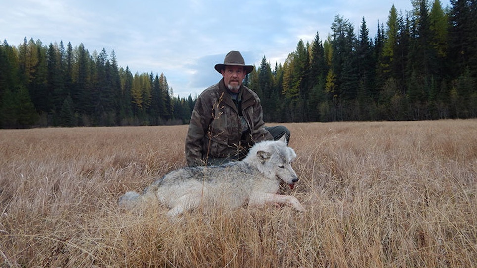 From The Readers: The Journey Of A Wolf Kill