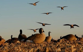 How to Hunt the Toughest Geese