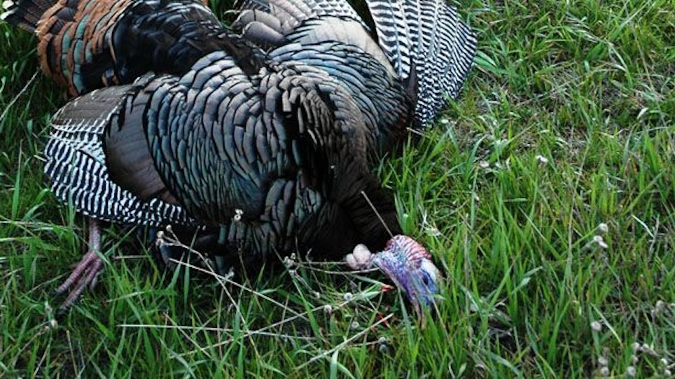 Gobblers on the Great Plains