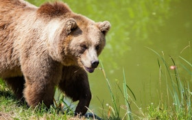 Montana FWP Reopens Public Comment Period for Draft Grizzly Bear and Wolf Management Plans