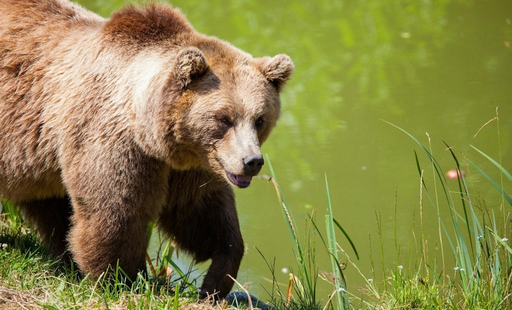 Montana FWP Reopens Public Comment Period for Draft Grizzly Bear and Wolf Management Plans