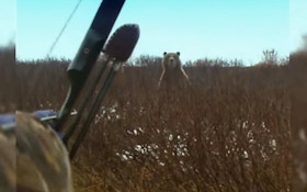 Bowhunting Video: Decision Time — Big Grizzly Stands, Facing You at Close Range