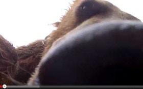 VIDEO: Grizzly bear thinks camera is food