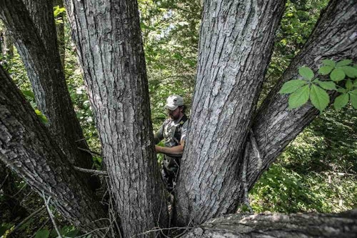 Clusters of large trees are ideal for placing hang-on portables and ladder stands. The cover provided by nearby tree trunks helps hide elevated hunters from whitetails.