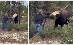 Must-See Moose Video: Man Confronts and Hits Massive Bull on Antler
