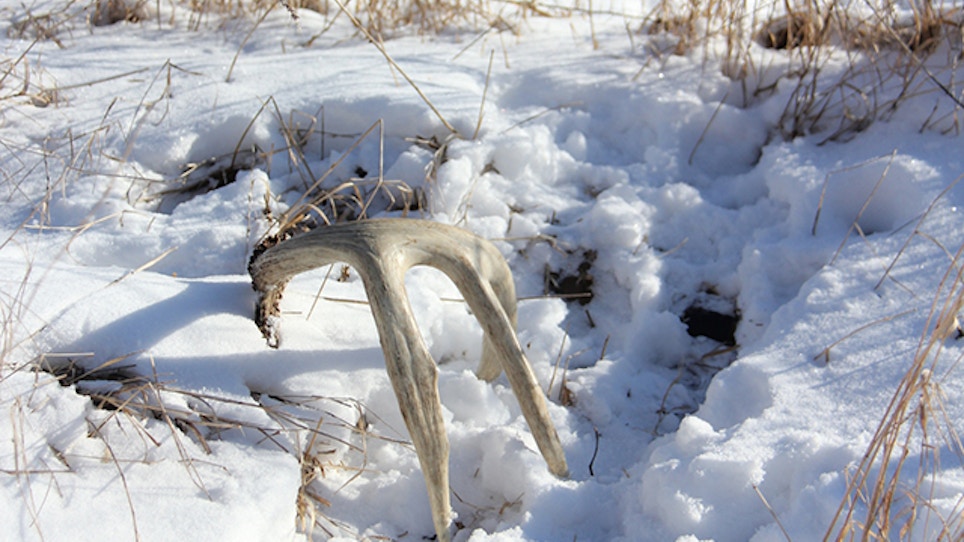 Why Are Some Bucks Dropping Antlers Early?