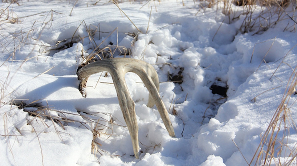 5 Best Places to Find Shed Antlers