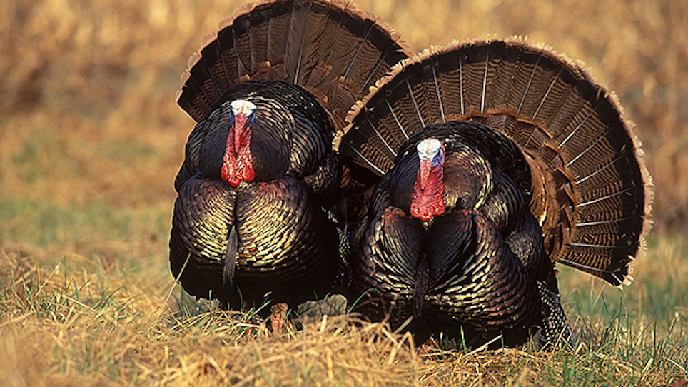 4 Reasons Why Turkey Hunting Is More Popular Than Ever