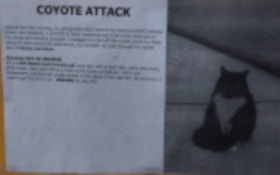 Coyote Attacks Cat, Owner Fights Back