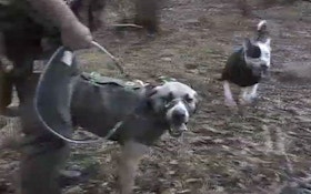 VIDEO: Wild hog hunting with dogs in south Alabama