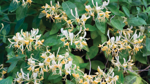 ​Some non-native, invasive plants are consumed by whitetail deer. Japanese honeysuckle, a vine with fragrant flowers that grows along field edges throughout the U.S., is high in protein and readily digestible. Photo: iStock/Anneke DeBlok
