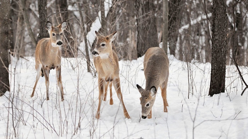 Record Snowfalls Expected to Increase Whitetail Deer Mortality