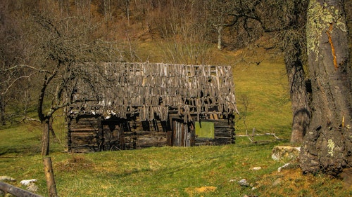 Old sheds, farm houses and other structures in or adjacent to cow pastures are typically overgrown and neglected: perfect wildlife sanctuaries. Photo: iStock