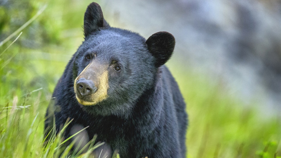 Pennsylvania Yields High Black Bear Harvest in 2020