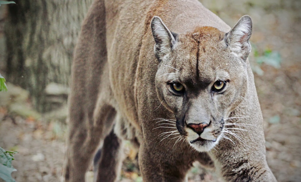 Girl Attacked, Injured by Cougar