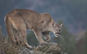 Hunting Mountain Lions: Ghosts of the West