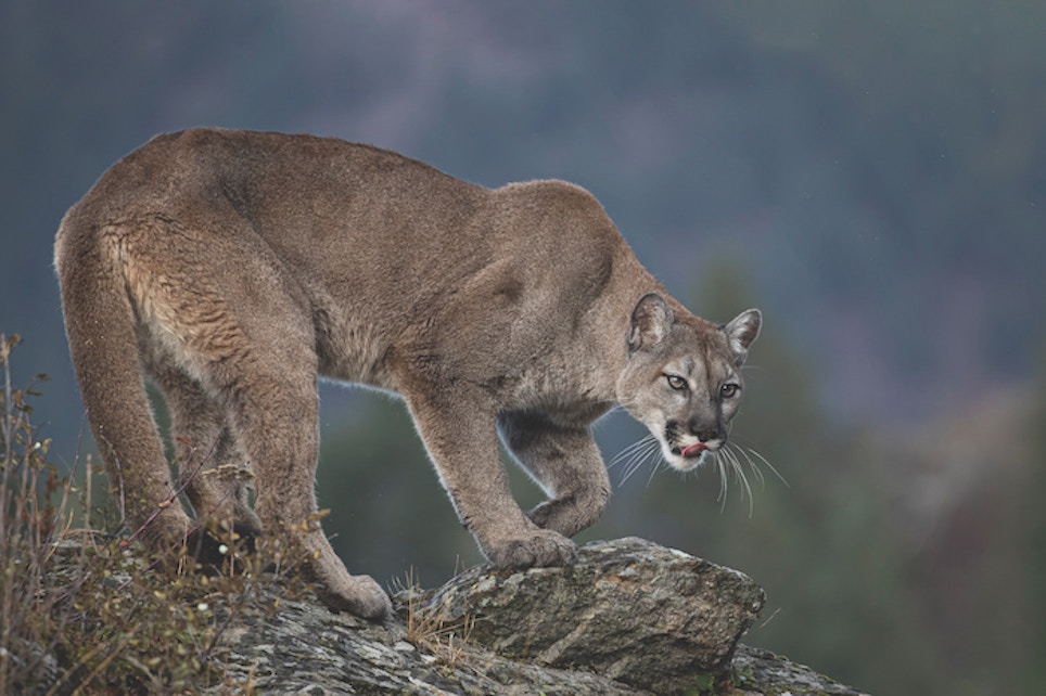 Hunting Mountain Lions: Ghosts of the West