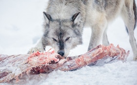 Action Taken Against Stock Killing Wolves in Oregon
