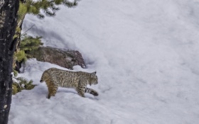 Hunting Late-Season Bobcats