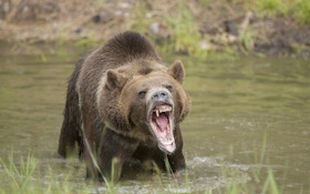 Grizzly Attack in Wyoming Sends a Man to the Hospital