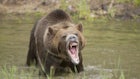 Grizzly Attack in Wyoming Sends a Man to the Hospital