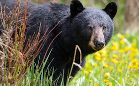 Michigan Residents Seeing More Black Bears
