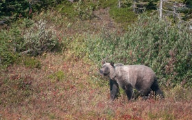 Grizzly Bear Euthanized in Montana