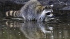 Iowa Hunters Can Pursue Raccoons Year-Round