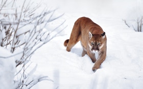 Midwest Coyote Hunters Surprised by a Roaming Mountain Lion