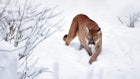 Midwest Coyote Hunters Surprised by a Roaming Mountain Lion