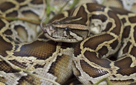 Python Hunter Catches 28 in Florida Python Challenge