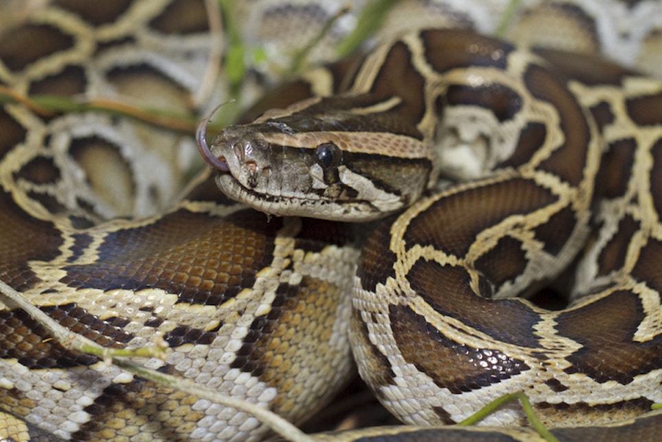 Python Hunter Catches 28 in Florida Python Challenge