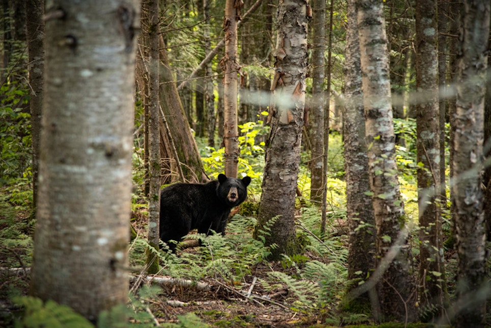 Maryland Hunters Double Up on Black Bears