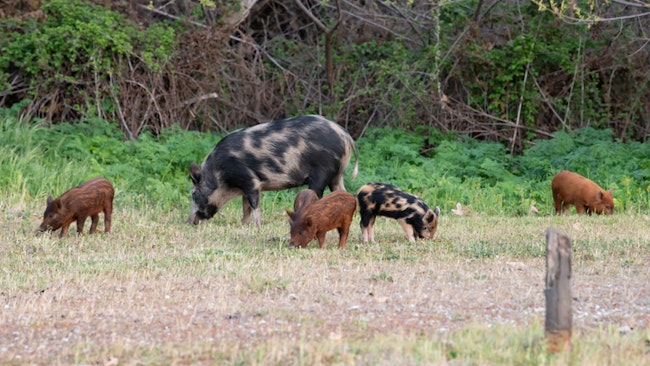 California Tackles Feral Pig Problem with New Changes