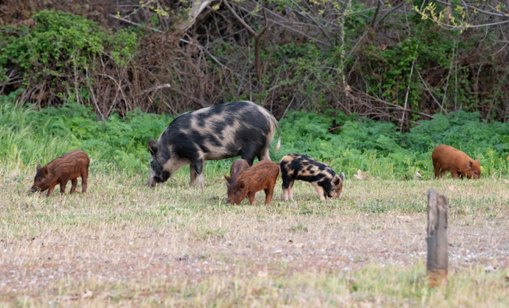 California Tackles Feral Pig Problem with New Changes