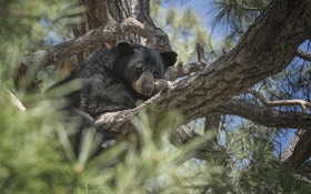 Black Bear Captured, Tagged in Mountains Near Los Angeles