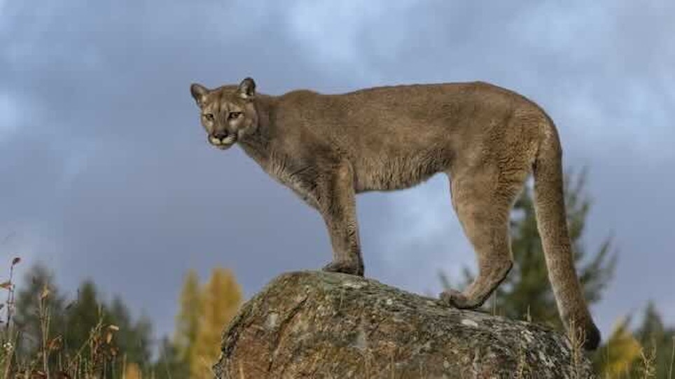 Texas Mountain Lions Protected Under New Regulations