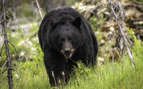 Pennsylvania Bears Get Good Report After Winter